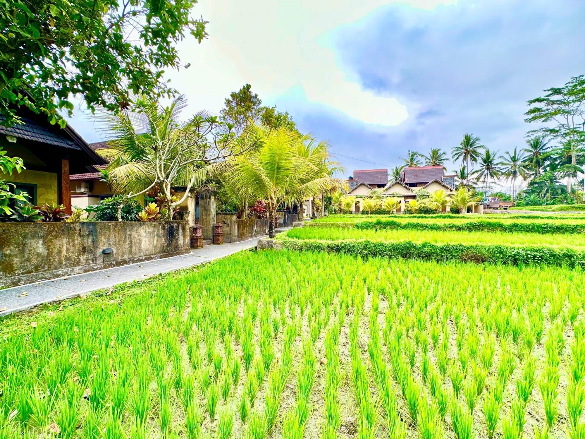 Hotel Dupa Ubud Zewnętrze zdjęcie