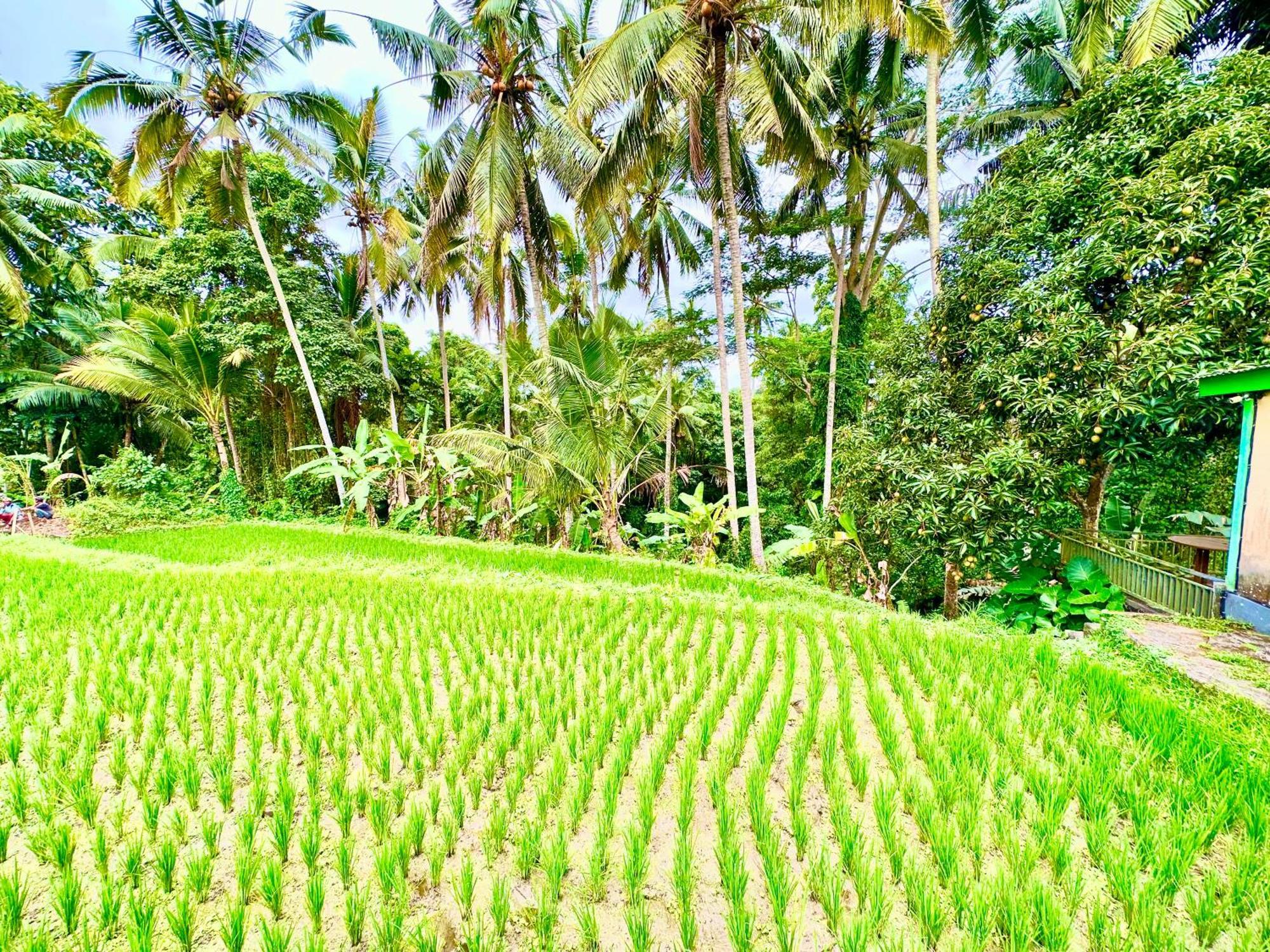 Hotel Dupa Ubud Zewnętrze zdjęcie